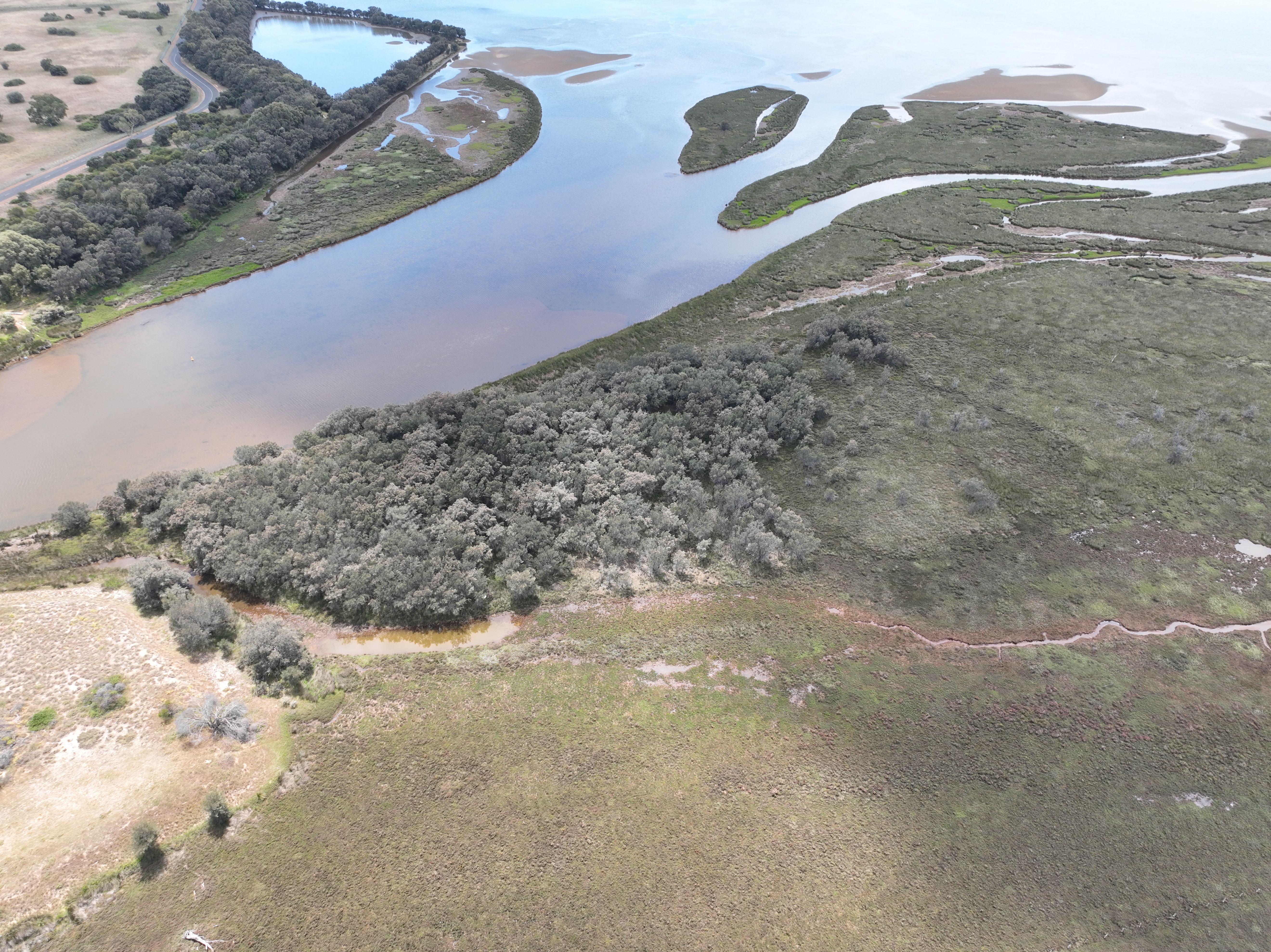 Saltmarsh in Preston River