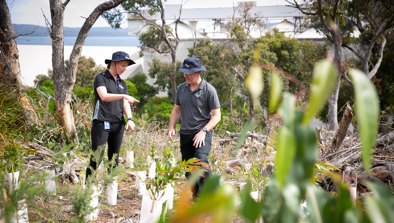 Brunswick Road revegetation