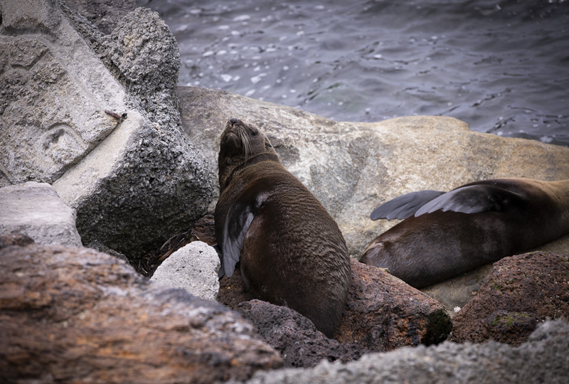 Seals laying on rocks in Albany