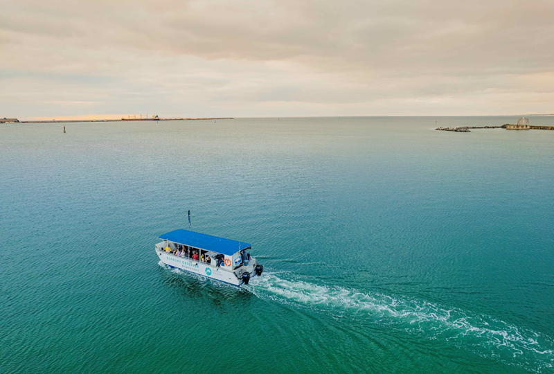 Dolphin Discovery tour