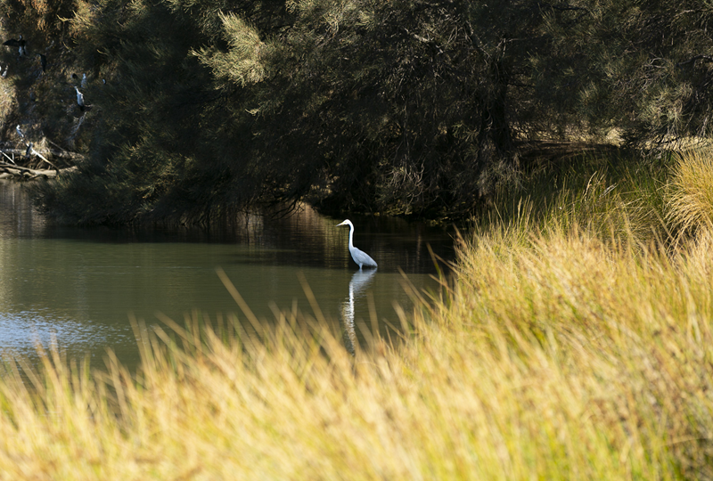 Bird life in the Preston River