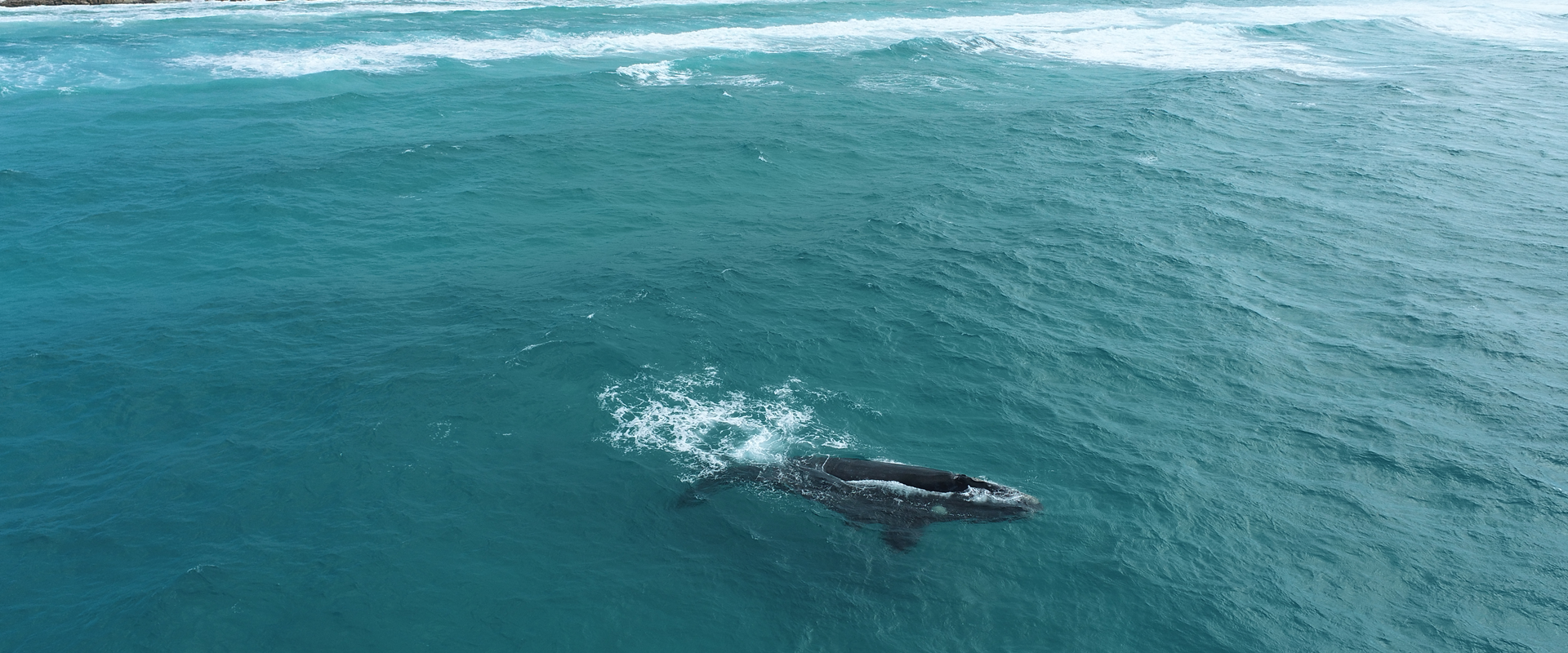 Whale